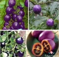 Doğal Mor Rus Domates Tohumu (10 Tohum)