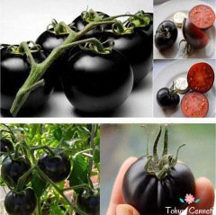 Doğal Siyah Sırık Domates Tohumu (10 Tohum)