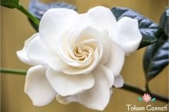 Beyaz Gardenya Çiçeği Tohumu (20 Tohum)