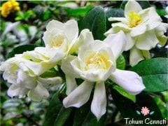 Beyaz Gardenya Çiçeği Tohumu (20 Tohum)