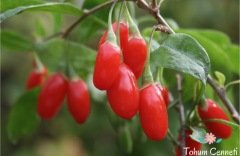 Goji Berry Kurt Üzümü Tohumu (5 Tohum)