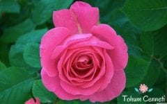İri Goncalı Pembe Gül Tohumu (3 Tohum)