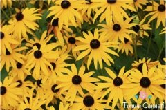 Rudbekya Güneş Şapkası Çiçeği Tohumu (50 Tohum)