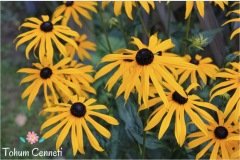Rudbekya Güneş Şapkası Çiçeği Tohumu (50 Tohum)