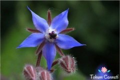 Hodan Otu Tohumu (10 Tohum)