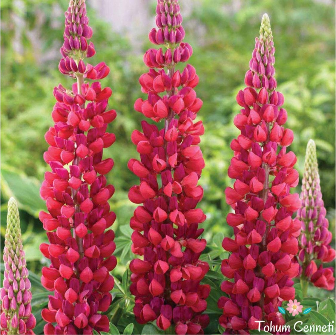 Karışık Renkli Lupin Acı Bakla Çiçeği Tohumu (10 Tohum)