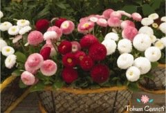 Karışık Renkli Şeker Tabağı (Çayır Papatyası) Çiçeği Tohumu (50 Tohum)