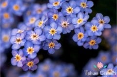 Mavi Unutma Beni Çiçeği Tohumu (25 Tohum)