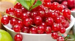Doğal Kırmızı Frenk Üzümü Tohumu (10 Tohum)