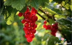 Doğal Kırmızı Frenk Üzümü Tohumu (10 Tohum)