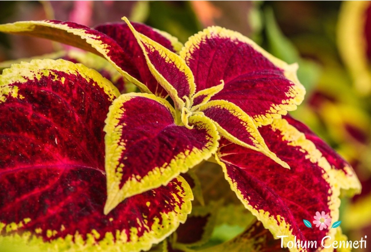 Karışık Renkli Kolyos (Coleus) Yaprak Güzeli Çiçeği Tohumu (50 Tohum)