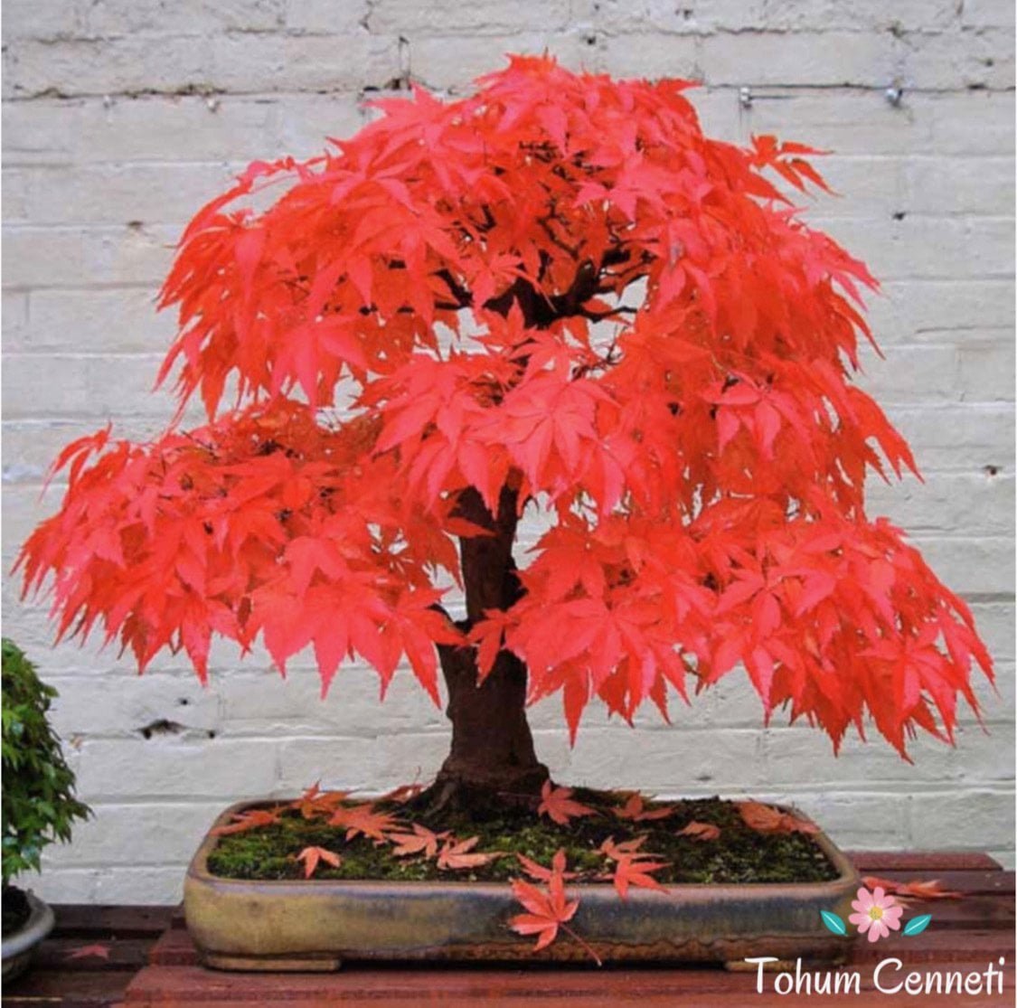 Kırmızı Akçaağaç Bonsai Tohumu (3 Tohum)