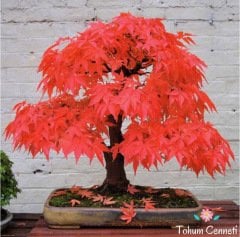 Kırmızı Akçaağaç Bonsai Tohumu (3 Tohum)