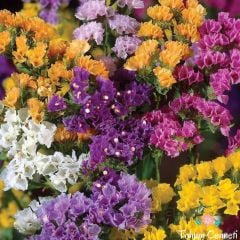 Karışık Renkli Limonium Çiçeği Tohumu (20 Tohum)