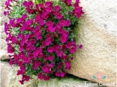 Kırmızı Renkli Obrizya Çiçeği Tohumu (25 Tohum)