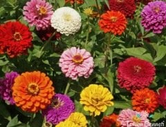Karışık Renkli Zinnia Çiçeği Tohumu (25 Tohum)