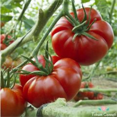 Marmande Domates Tohumu (50 Tohum)