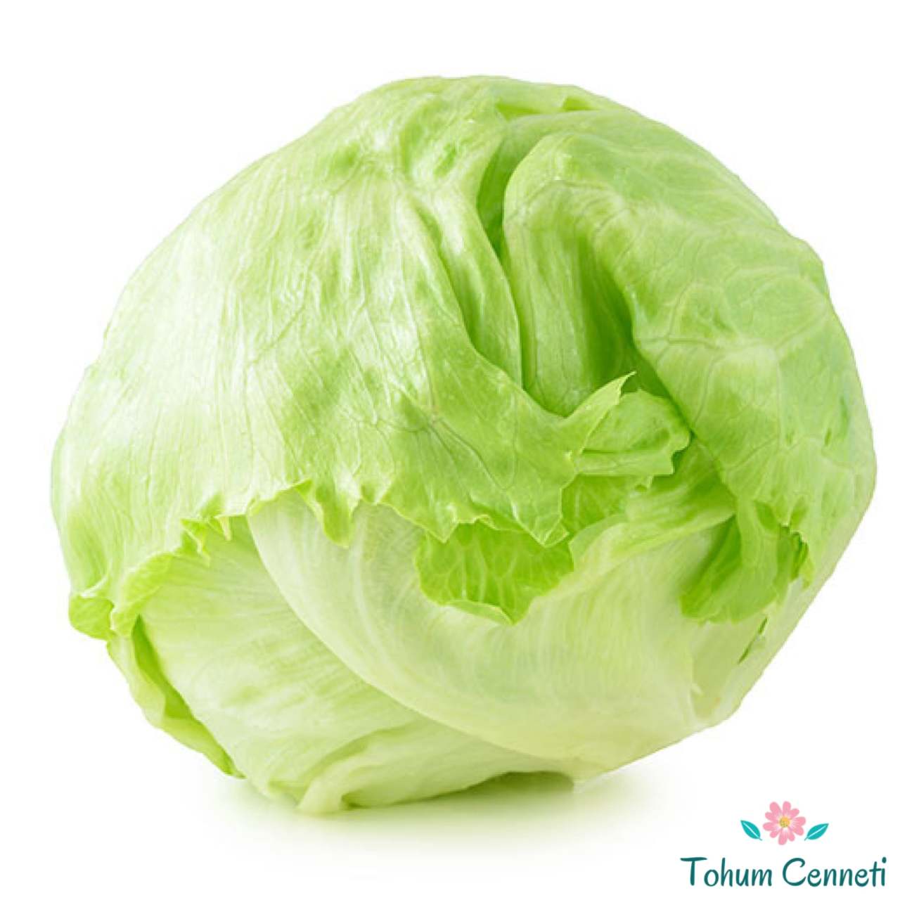 Iceberg Göbek Marul Tohumu (100 Tohum)