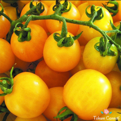 Sarı Salkım Çeri Domates Tohumu (10 Tohum)