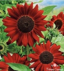 Kırmızı Ayçiçek Tohumu (10 Tohum)