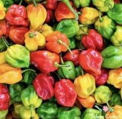 Acı Habanero Biber Tohumu (10 Tohum)
