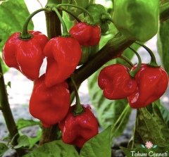 Acı Habanero Biber Tohumu (10 Tohum)