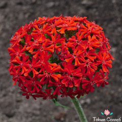 Kırmızı Lychnis Chalcedonica Tohumu (20 Tohum)