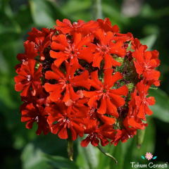 Kırmızı Lychnis Chalcedonica Tohumu (20 Tohum)