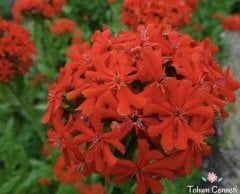 Kırmızı Lychnis Chalcedonica Tohumu (20 Tohum)
