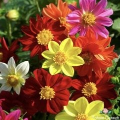 Karışık Renkli Bodur Mignon Dahlia Yıldız Çiçeği Tohumu (10 Tohum)