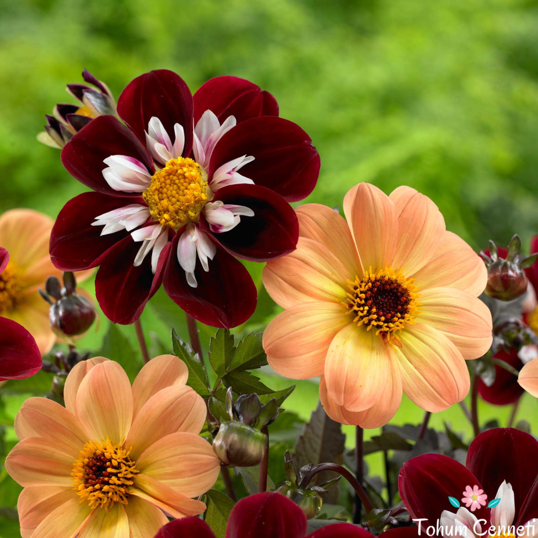 Karışık Renkli Bodur Mignon Dahlia Yıldız Çiçeği Tohumu (10 Tohum)