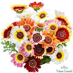 Çingene Eteği Çiçeği Tohumu (10 Tohum)
