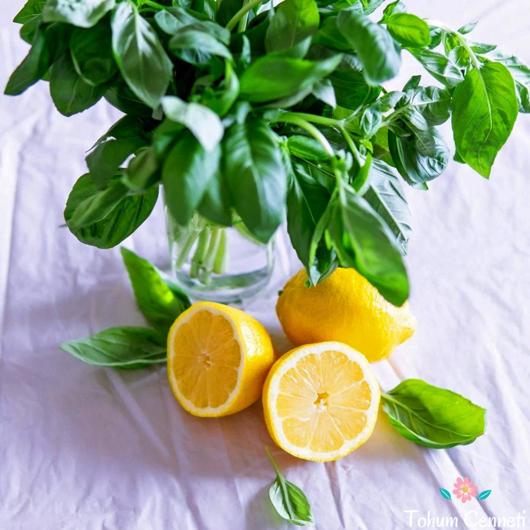 Limon Kokulu Fesleğen Tohumu (50 Tohum)