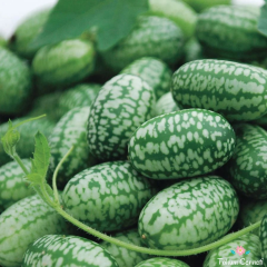 Mini Meksika Salatalığı Tohumu (10 Tohum)