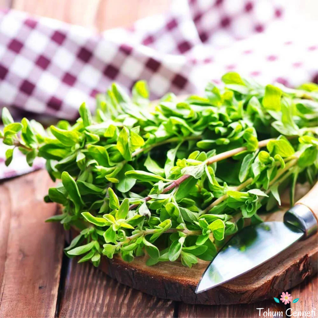 Mercanköşk Tohumu (100 Tohum)